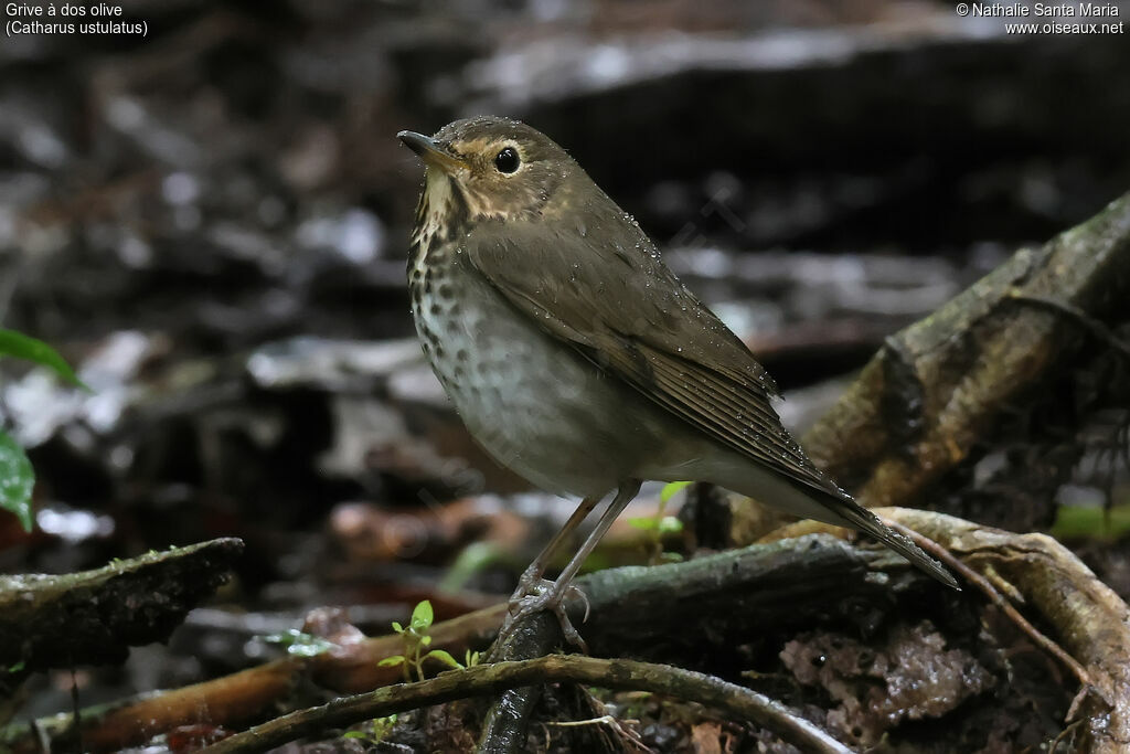 Grive à dos oliveadulte, identification