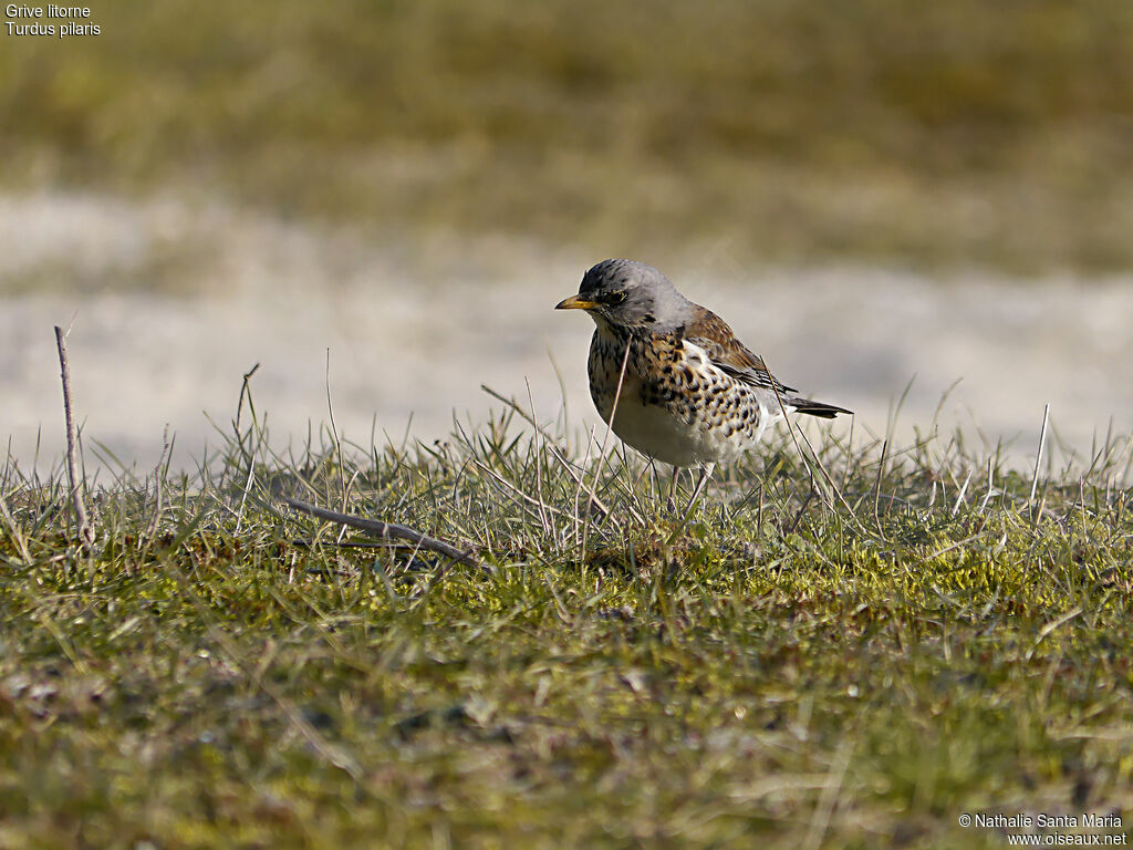 Grive litorneadulte, identification, habitat, marche, pêche/chasse