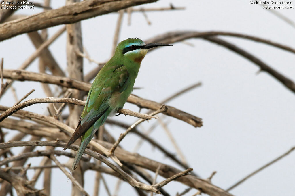 Guêpier de Perseadulte, identification, habitat