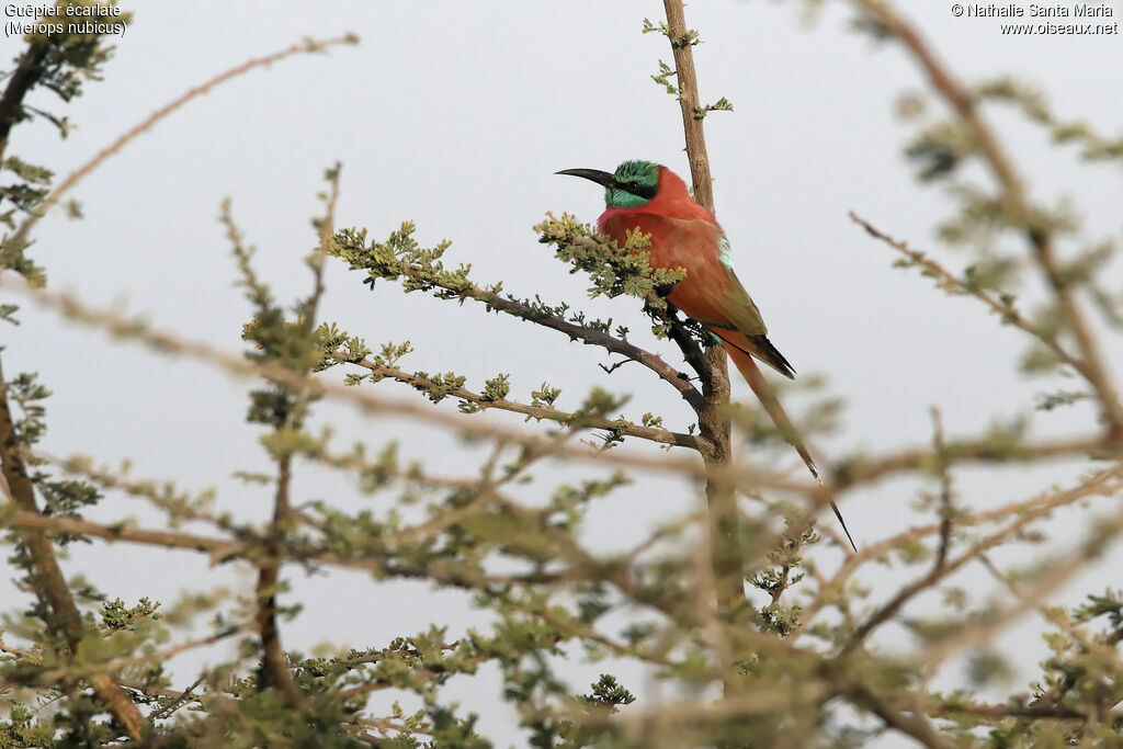 Guêpier écarlateadulte, identification, habitat