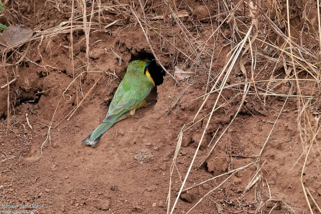 Guêpier nainadulte, identification, Nidification