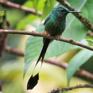 Haut-de-chausses du Pérou