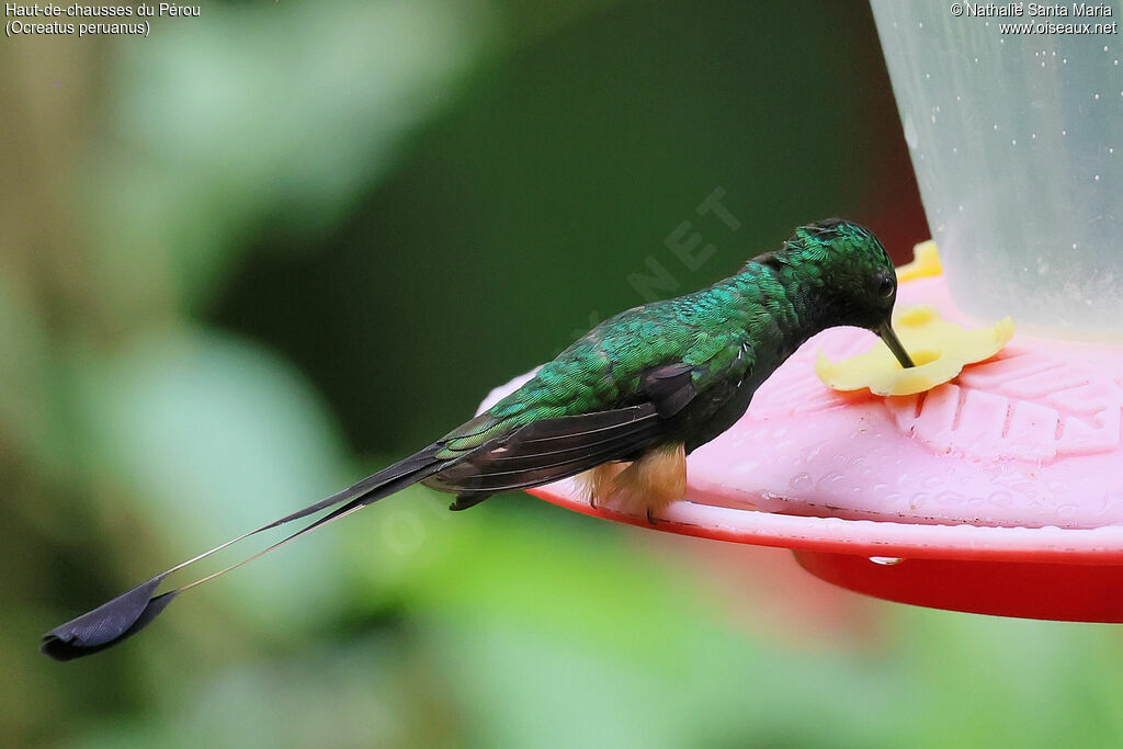 Haut-de-chausses du Pérouadulte, identification, régime, mange