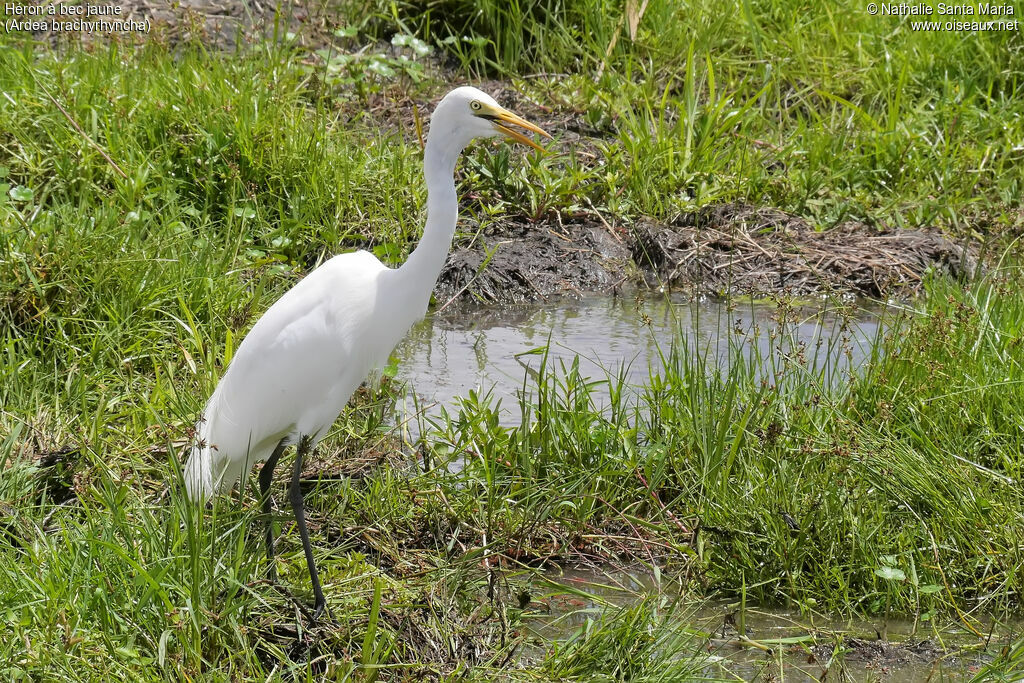 Yellow-billed Egretadult, identification, habitat, fishing/hunting