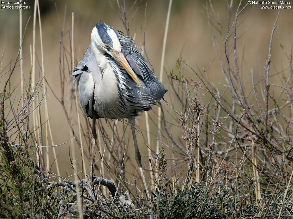 Grey Heronadult breeding, identification, Reproduction-nesting
