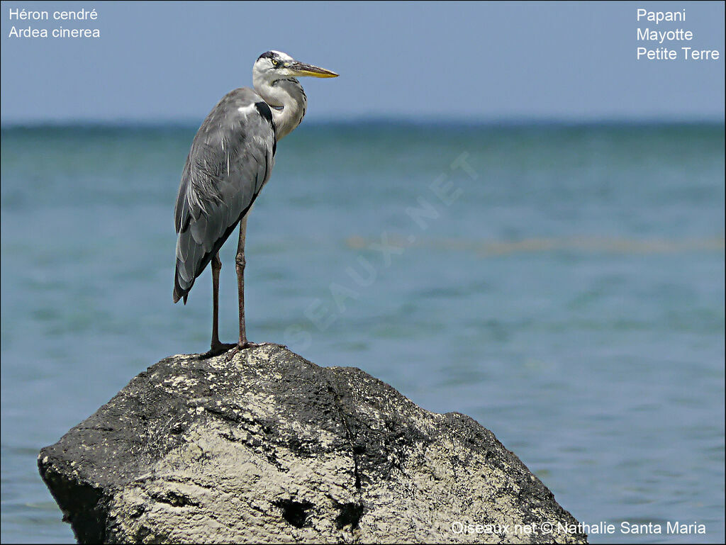 Grey Heronadult, identification