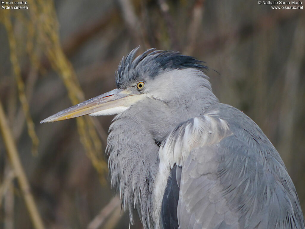 Grey Heronadult transition, close-up portrait