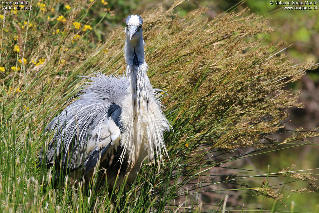 Grey Heronadult, identification, care