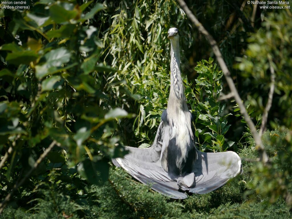 Grey Heronadult breeding, habitat, care