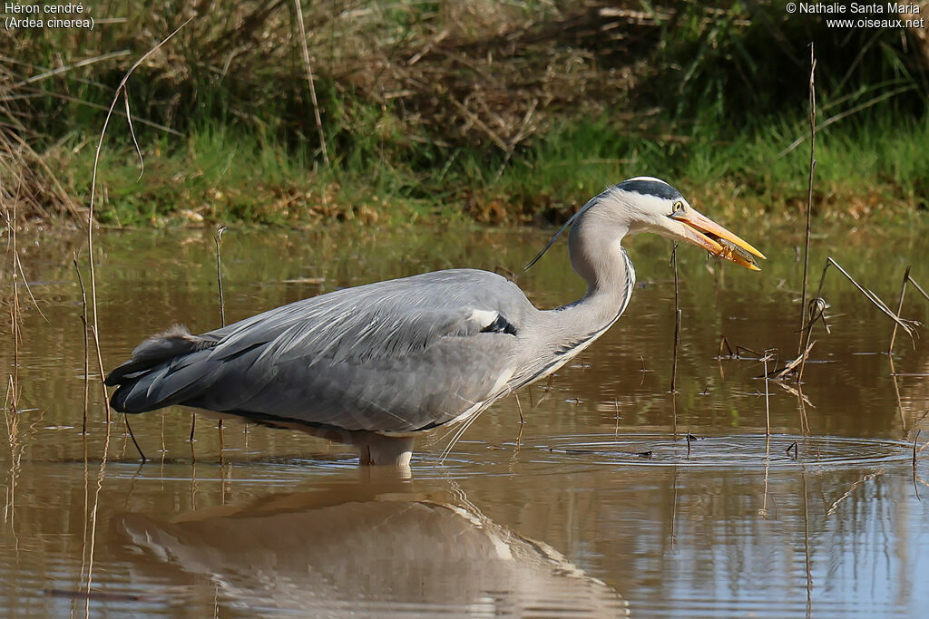 Grey Heronadult breeding, identification, feeding habits, eats