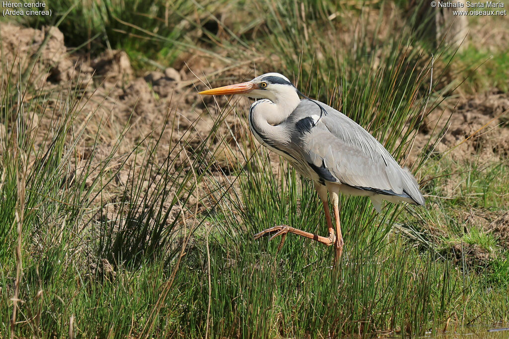 Grey Heronadult breeding, identification, walking