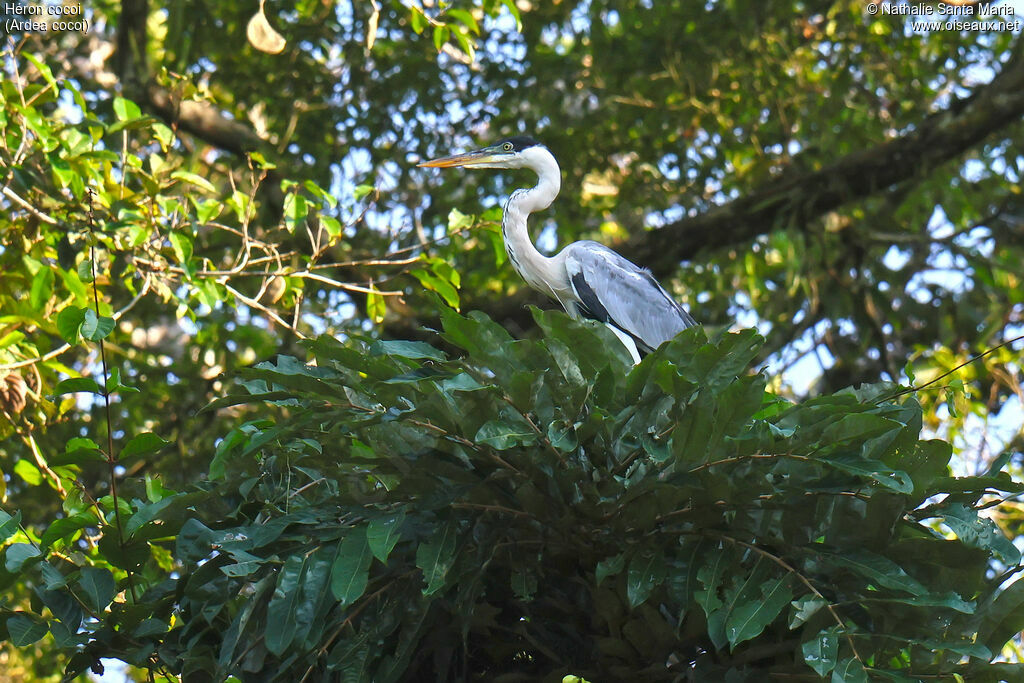 Héron cocoiadulte, habitat