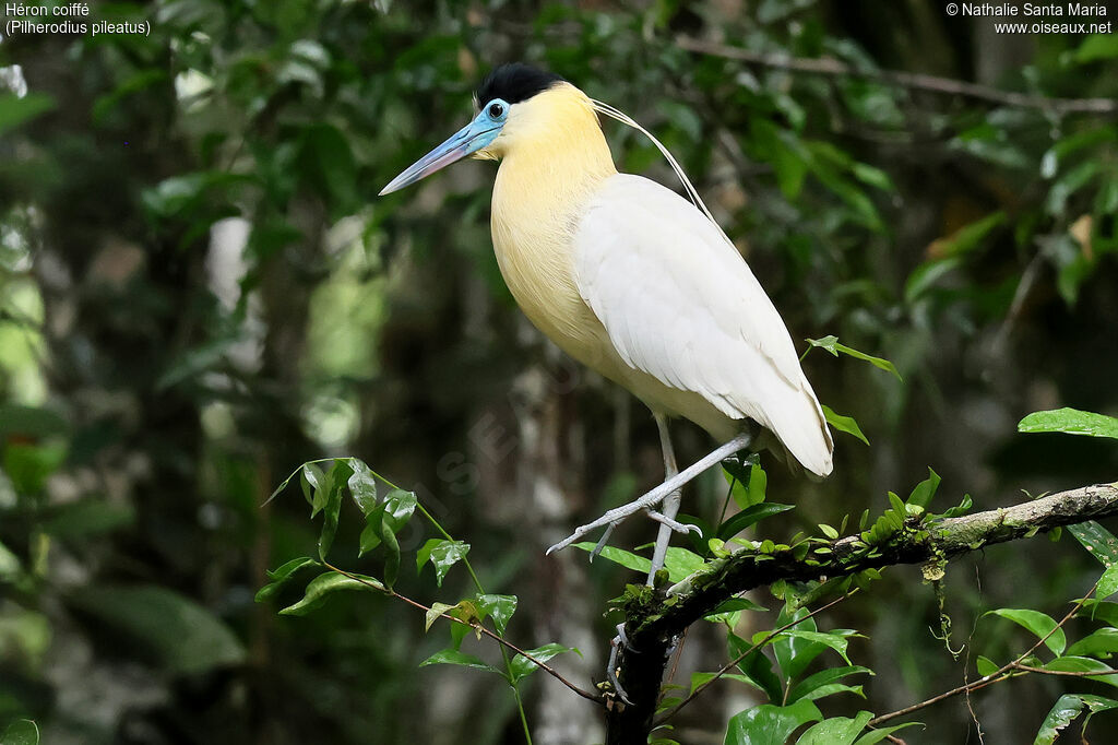 Héron coifféadulte, identification, pigmentation