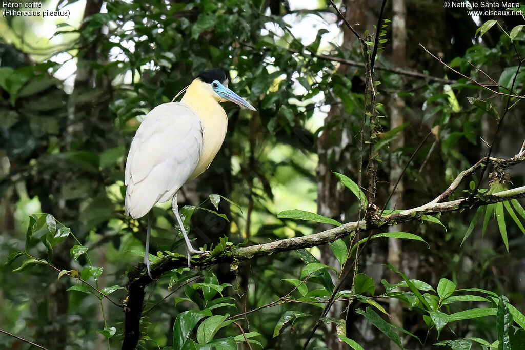 Héron coifféadulte, identification