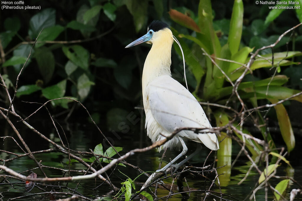 Héron coifféadulte, identification