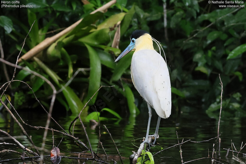 Héron coifféadulte, identification