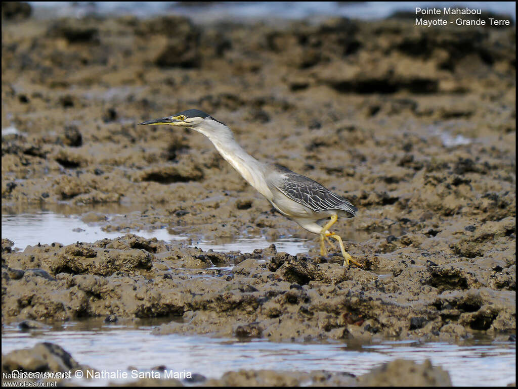 Héron des mangrovesadulte, habitat, marche, pêche/chasse