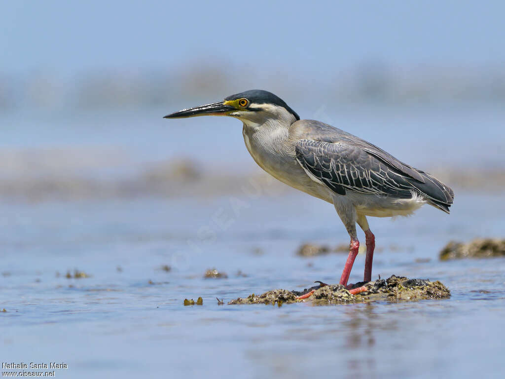 Héron des mangroves