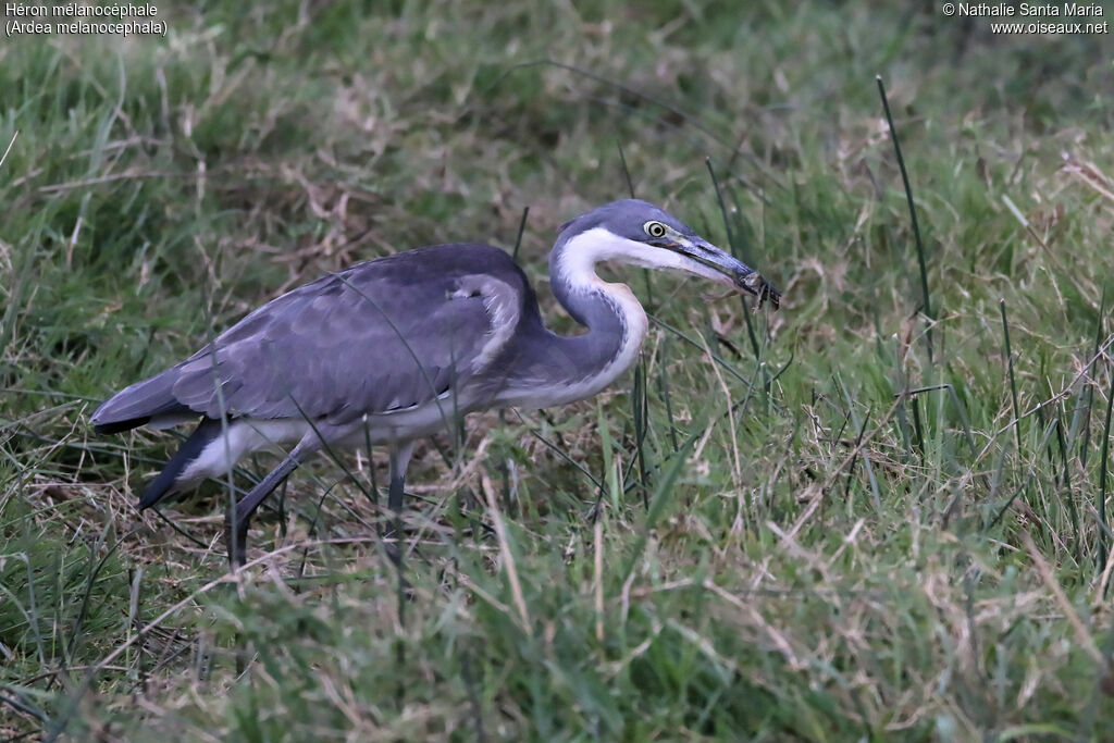 Black-headed Heronimmature, identification, habitat, feeding habits, eats, Behaviour