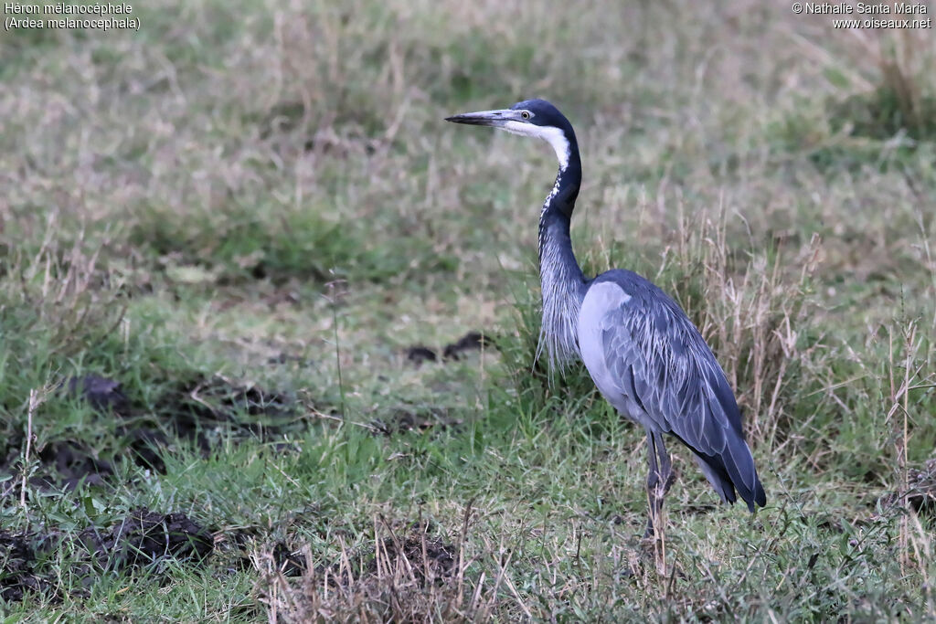 Black-headed Heronadult, identification, Behaviour