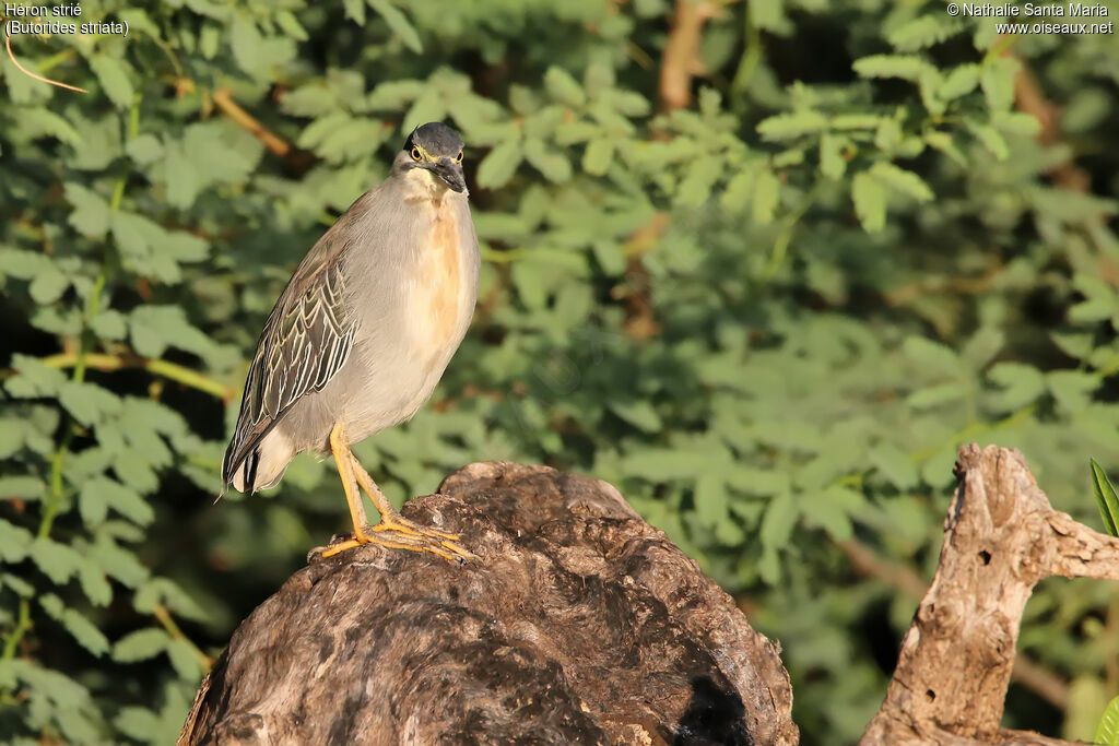 Héron striéadulte, identification, habitat