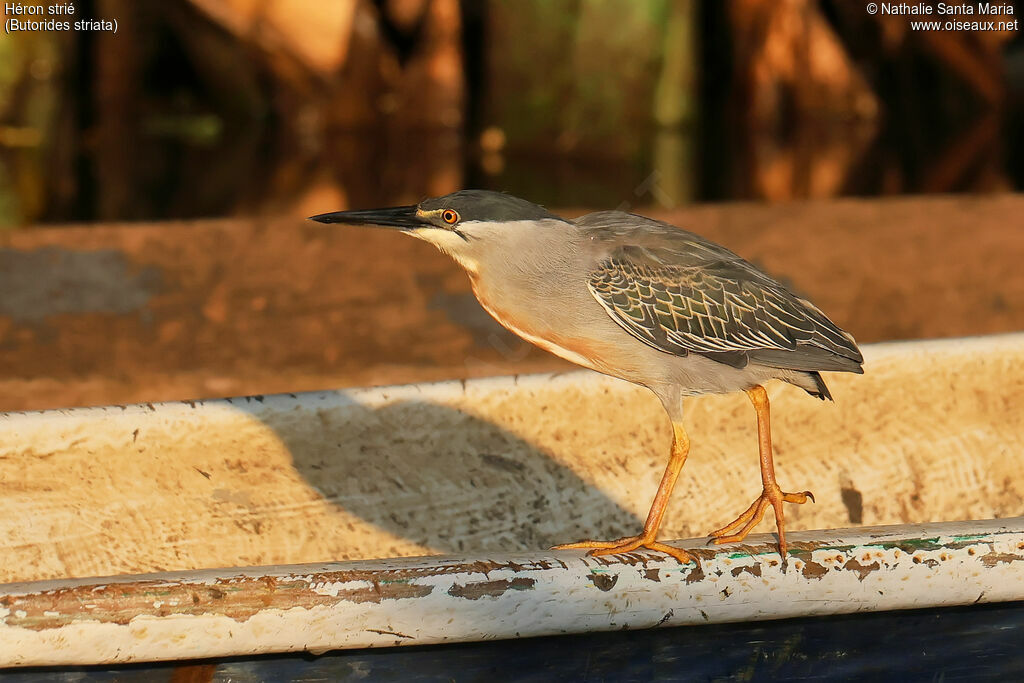 Héron striéadulte, identification, marche
