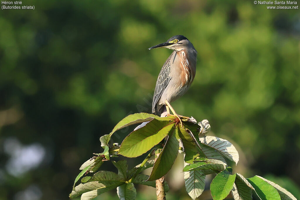 Héron striéadulte, identification
