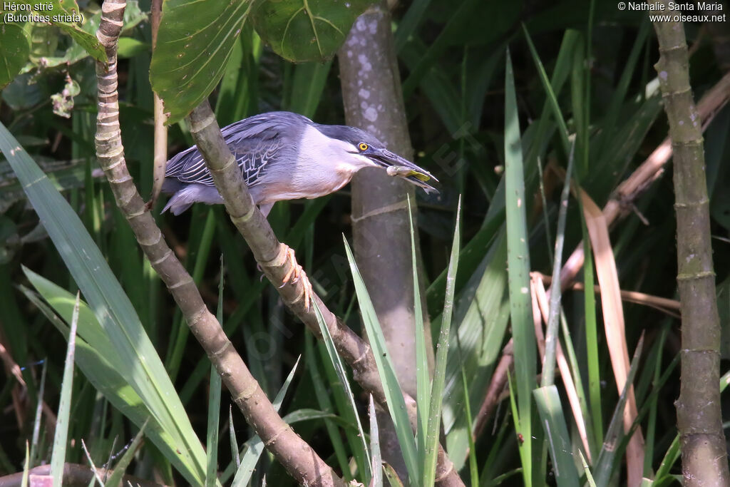 Héron striéadulte, habitat, régime, mange
