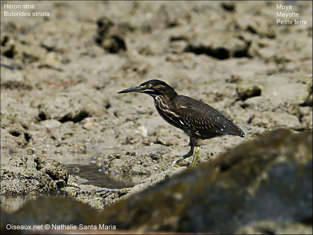 Striated Heronjuvenile, Behaviour
