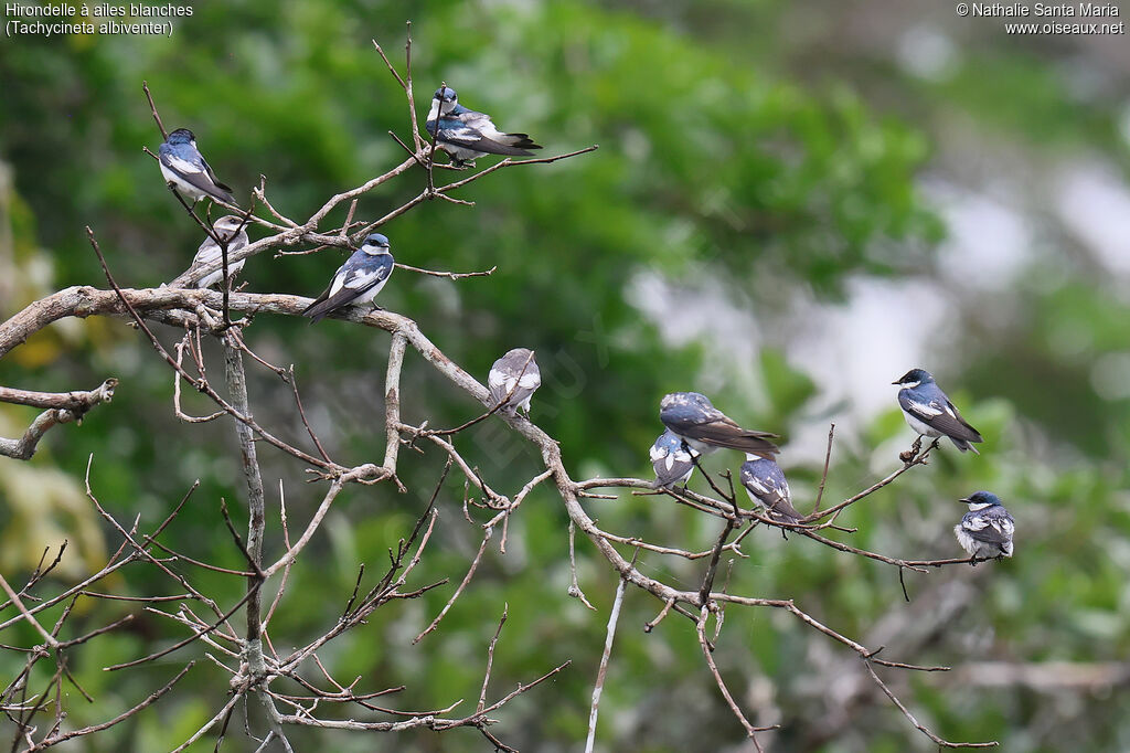 Hirondelle à ailes blanches, habitat