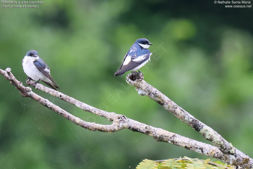 Hirondelle à ailes blanchesadulte, identification