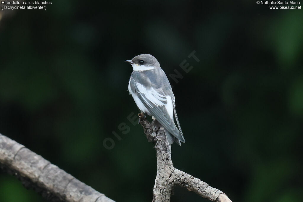 Hirondelle à ailes blanchesjuvénile, identification