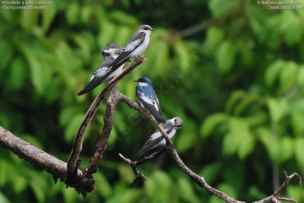 Hirondelle à ailes blanches, identification