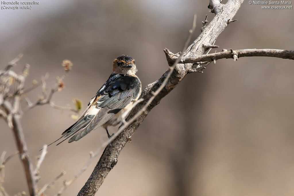 European Red-rumped Swallow, identification, habitat