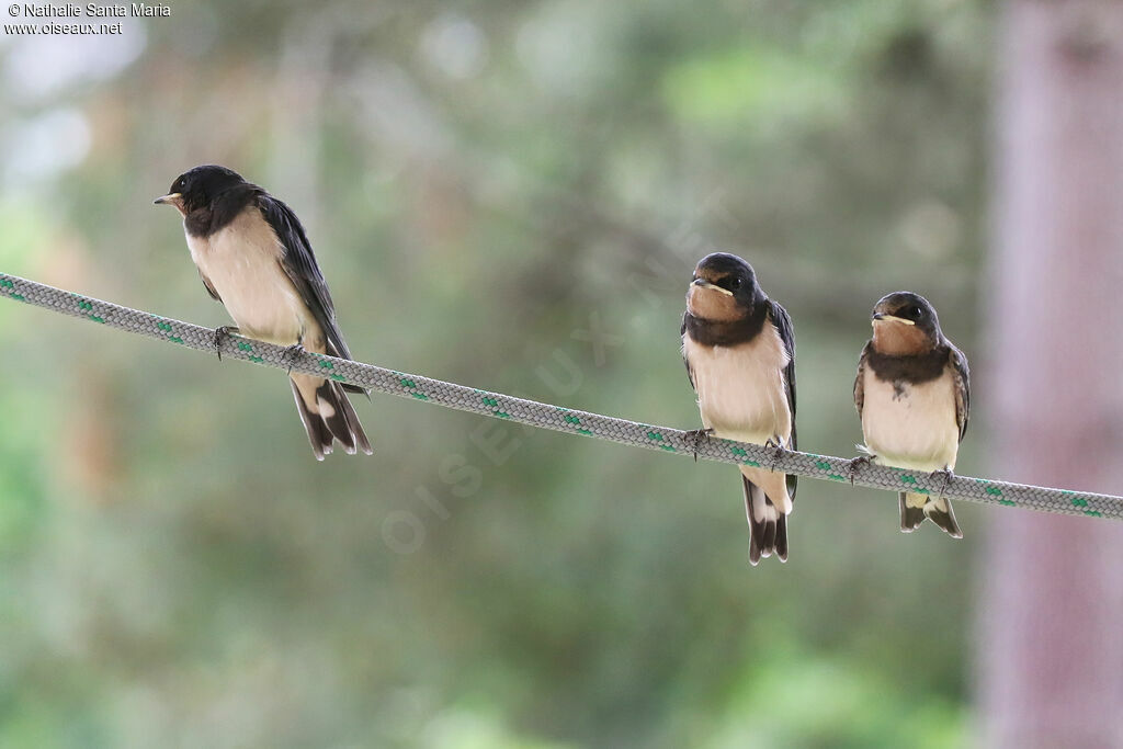 Hirondelle rustiquejuvénile, identification