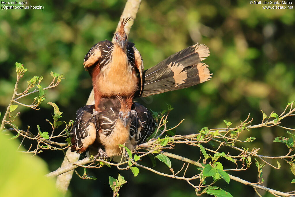 Hoazin huppéadulte, habitat, accouplement.