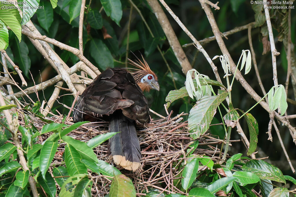 Hoazin huppéadulte, identification, Nidification