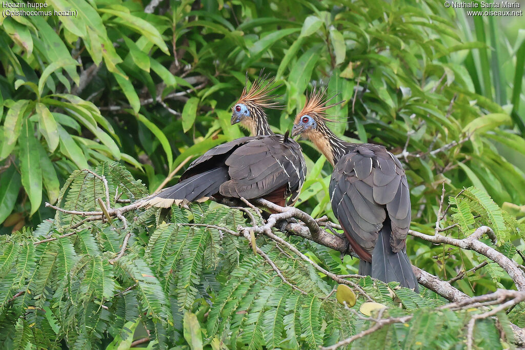 Hoatzinadult, habitat