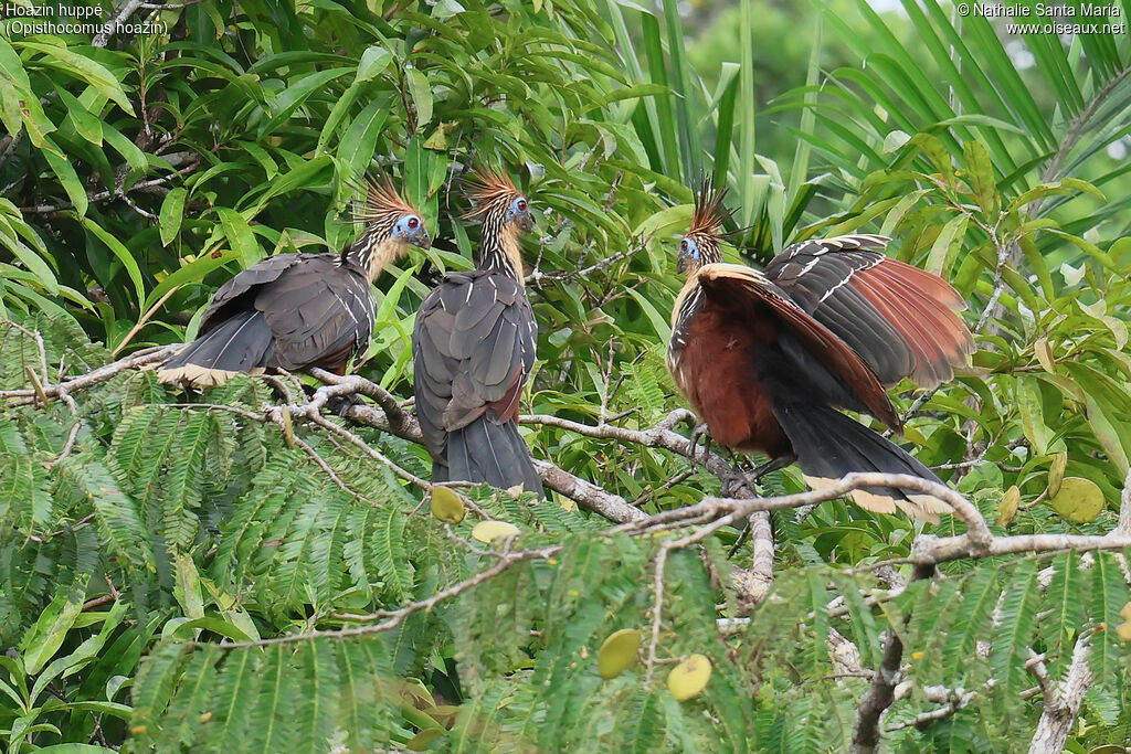 Hoatzin, habitat