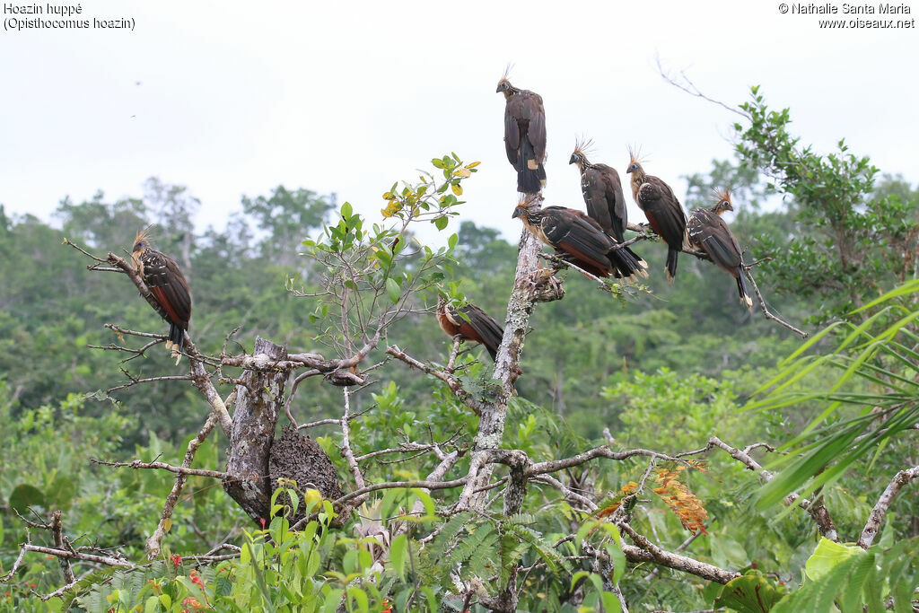 Hoatzin, habitat