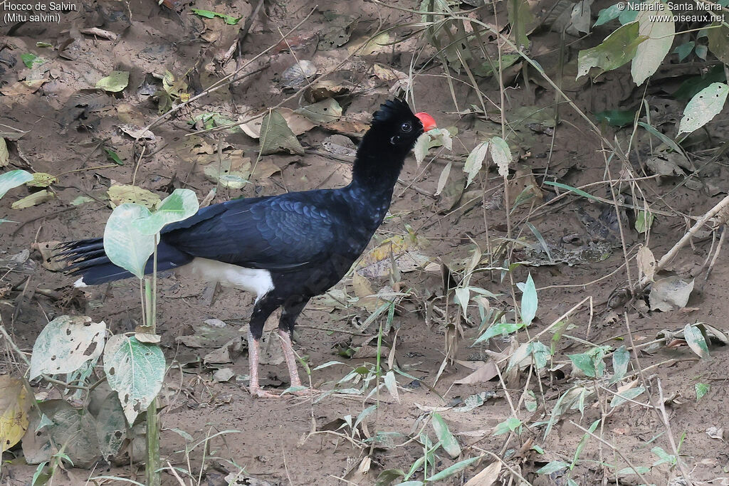 Salvin's Curassow
