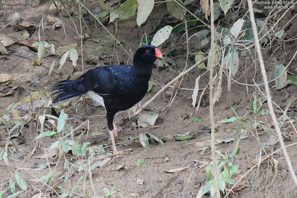Salvin's Curassow