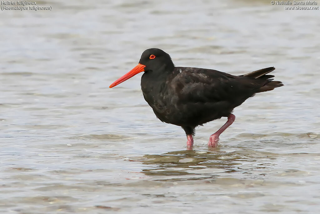 Sooty Oystercatcheradult, identification, walking
