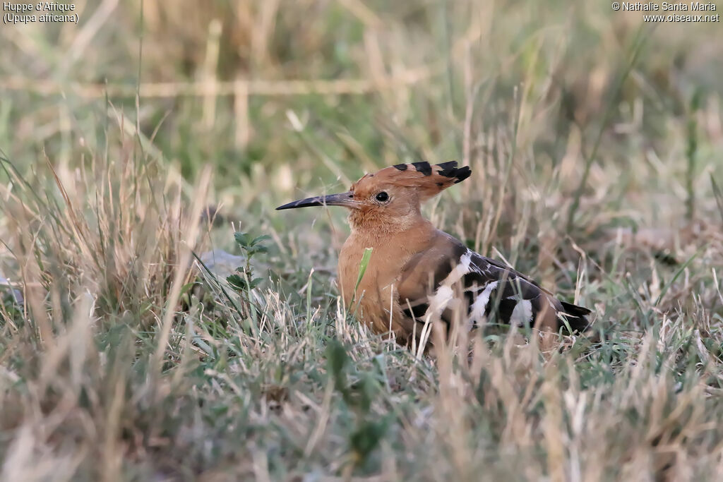 African Hoopoe female adult, identification, habitat, Behaviour