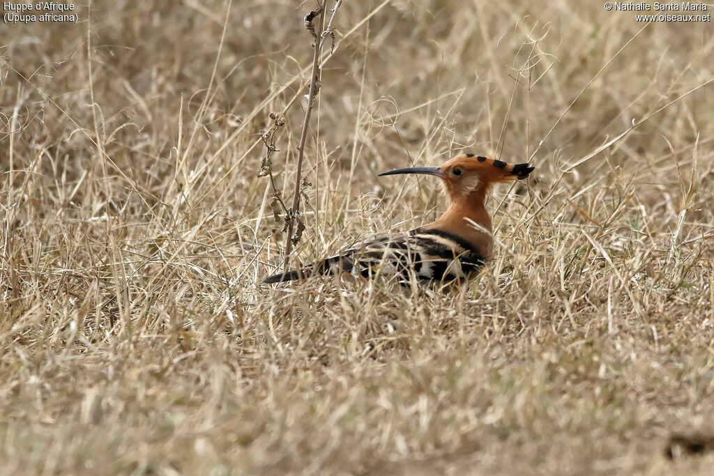 Huppe d'Afriqueadulte, identification, habitat