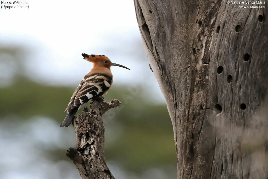 Huppe d'Afriqueadulte, identification, habitat