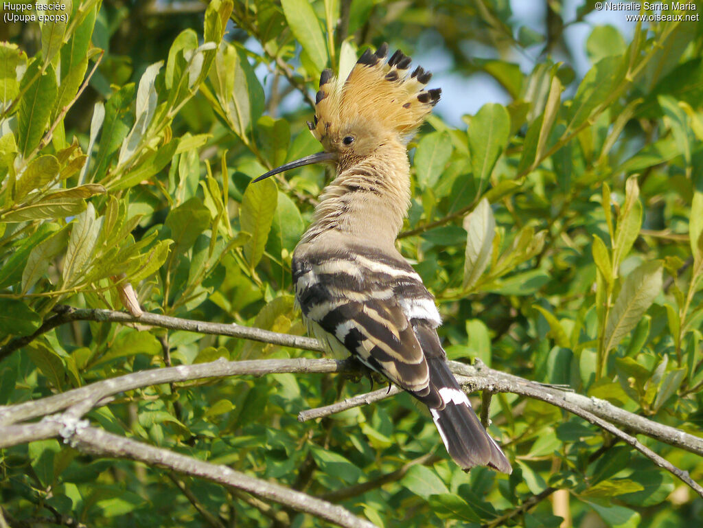 Huppe fasciéeadulte, identification