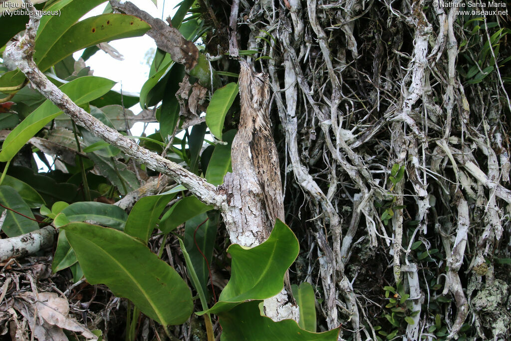Ibijau grisadulte, identification, camouflage, Nidification