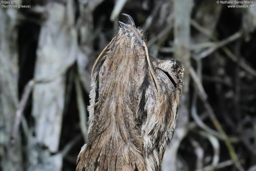 Common Potooadult, close-up portrait