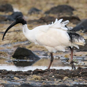 Ibis à cou noir